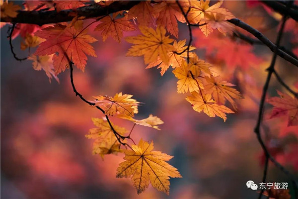 Autumn season in Dongning, colorful autumn scenery