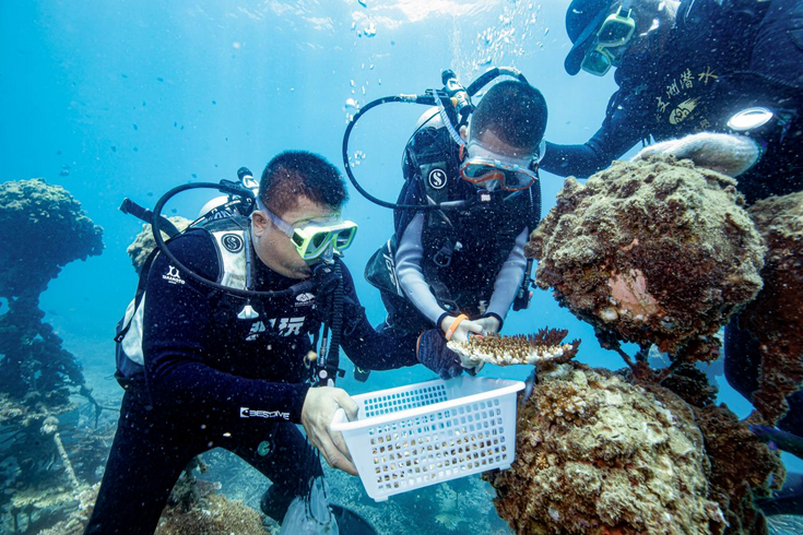 Six Months into the Hainan FTP's Full Operation: Inbound Tourist Numbers Surge Significantly, Sanya's Story Spreads across the Globe