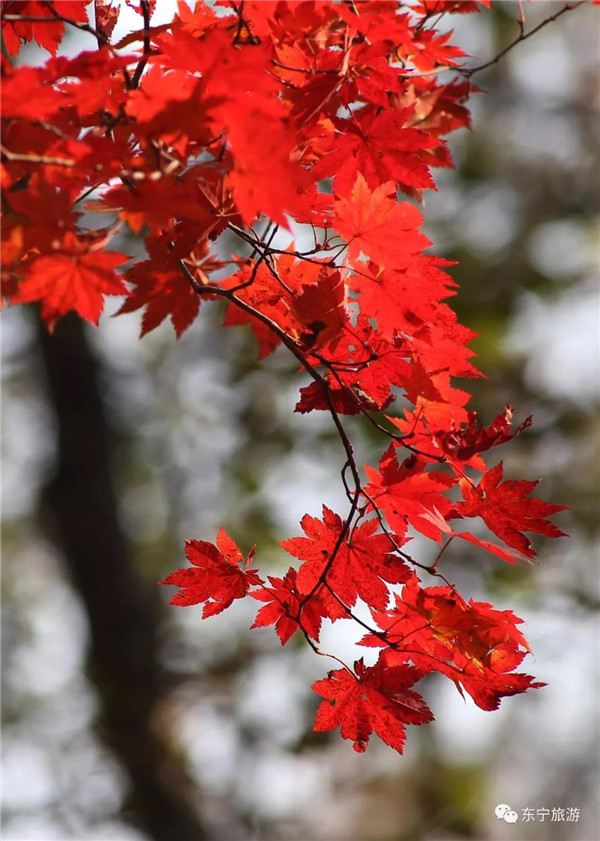 Autumn season in Dongning, colorful autumn scenery