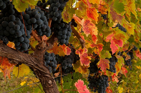 Civilization of Grape Vines and the Brand-new Energetic Best Tourism Destination: An Exclusive Interview Featuring Archil Kalandia, the Georgian Ambassador to China Civilization of Grape Vines and the Brand-new Energetic Best Tourism Destination: An Exclusive Interview Featuring Archil Kalandia, the Georgian Ambassador to China